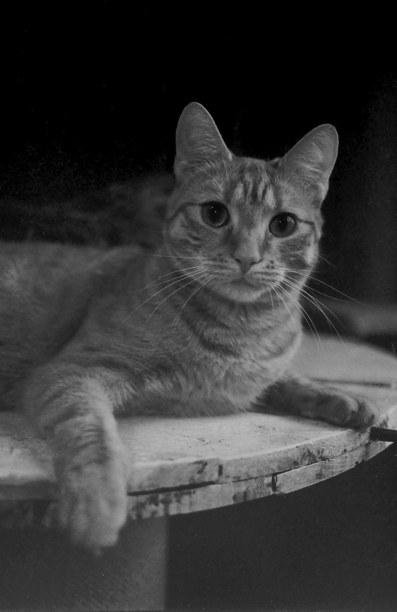 WOLFEN NP100 - 36EXP