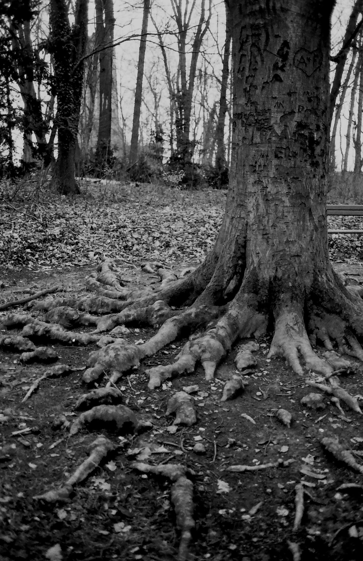 WOLFEN NP100 - 36EXP