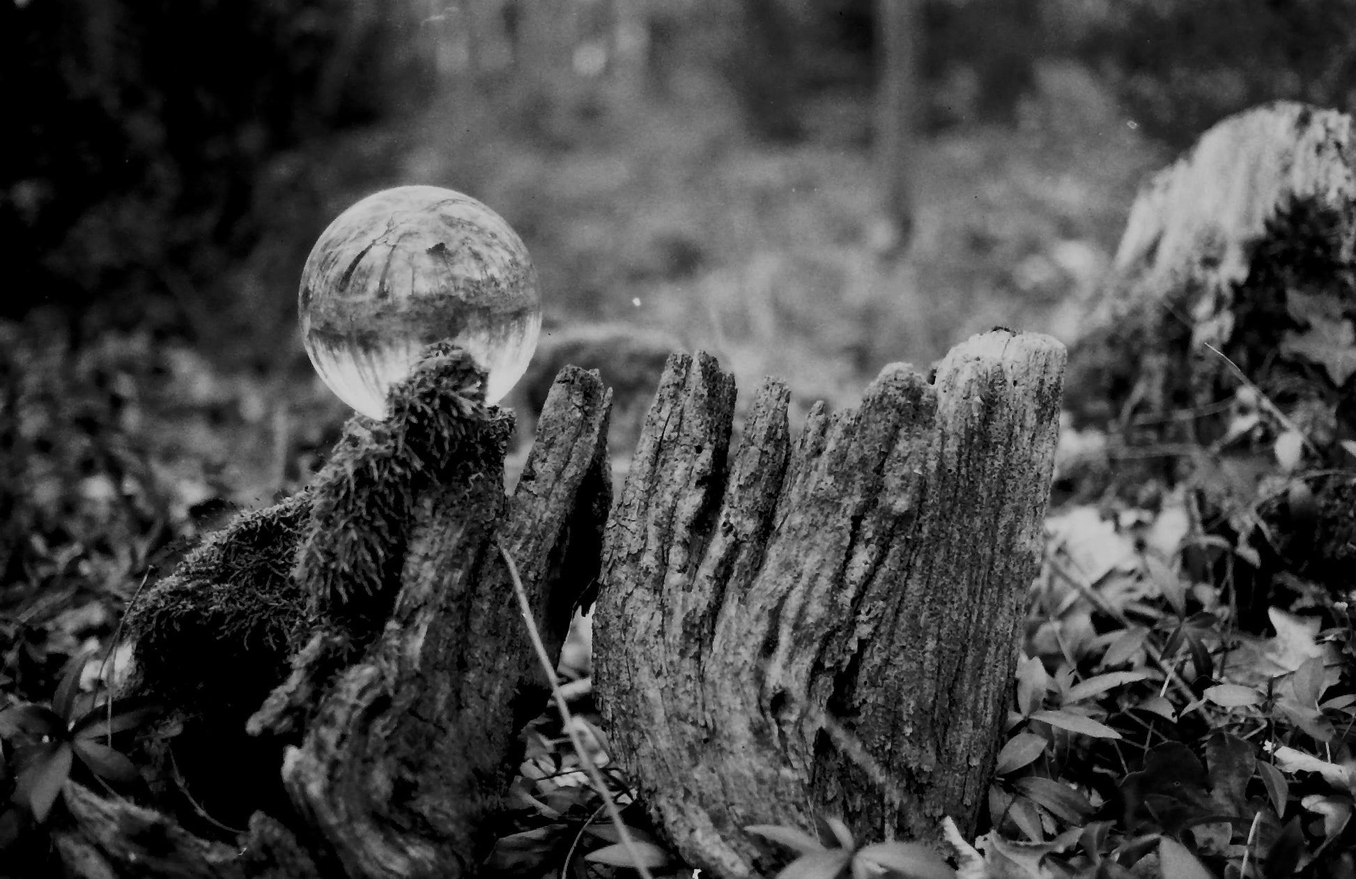 WOLFEN NP100 - 36EXP