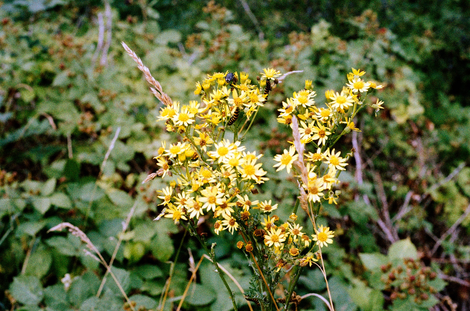 photo films
photographic films
photo film buy